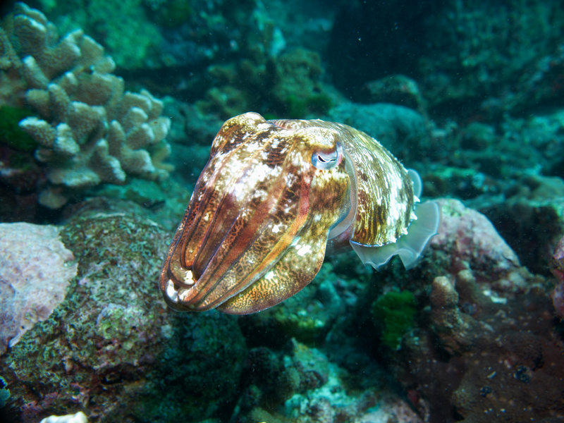 Squid